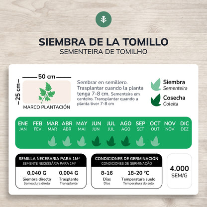 Sementes de Tomilho Biológico da Planeta Huerto