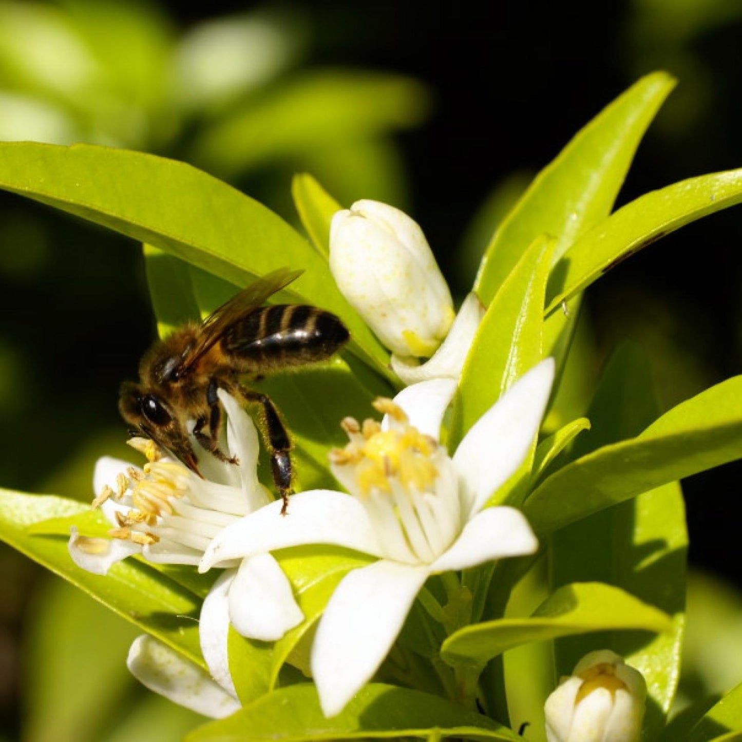 Mel de Flor de Laranjeira Biológico Bona Mel 450 g