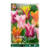 Bolbos de tulipa flor-de-lis mix 7 unidades