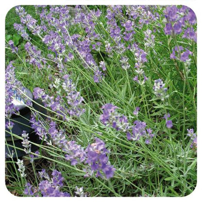 Óleo essencial de lavanda Pranarom 10 ml