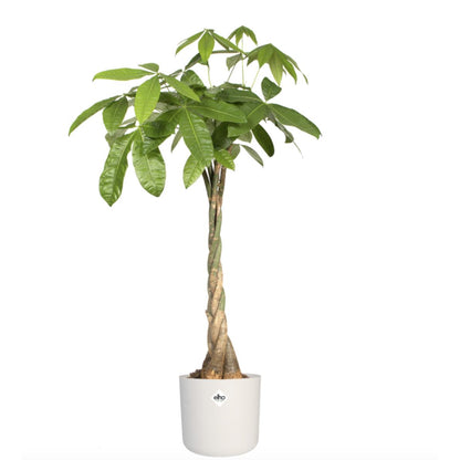 B. para vaso redondo macio Elho branco 22 cm