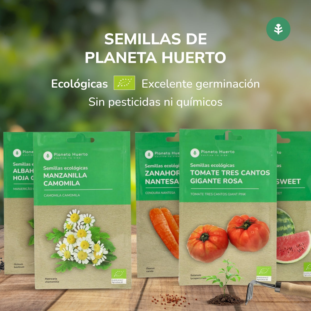 Sementes orgânicas de salsa comum de folhas lisas da Planeta Huerto