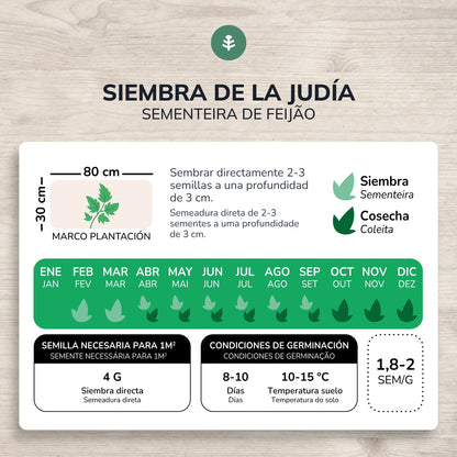 Sementes de feijão trepador biológico Planeta Huerto