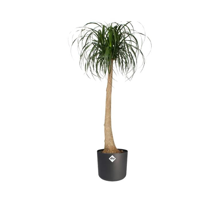 B. para vaso redondo macio Elho Antracite 14 cm