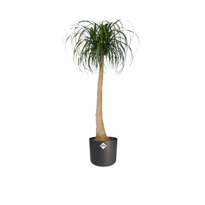 B. para vaso redondo macio Elho Antracite 18 cm