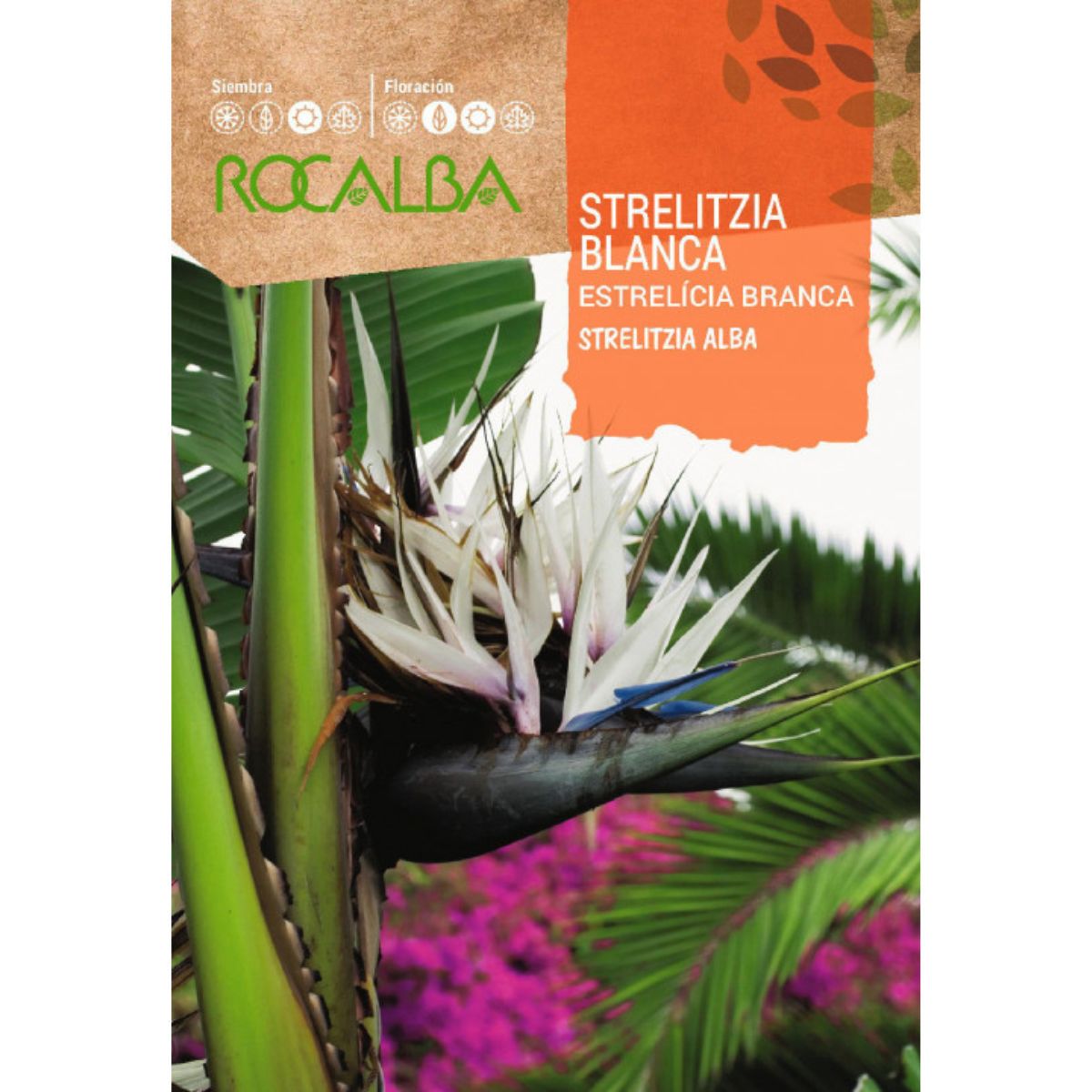 Sementes de Strelitzia branca