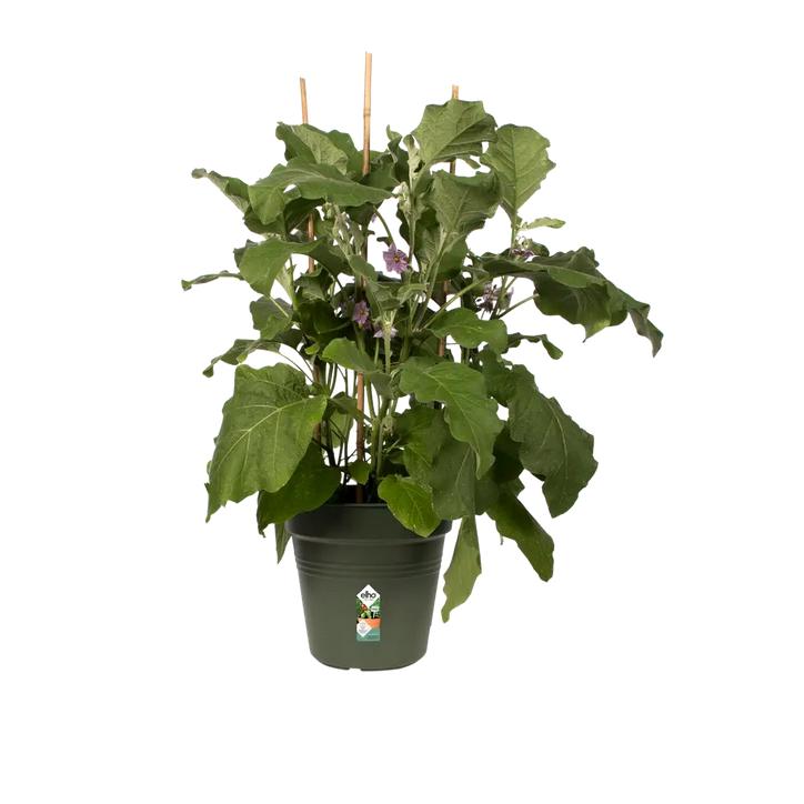 Green Basics Elho Vaso Verde 19 cm