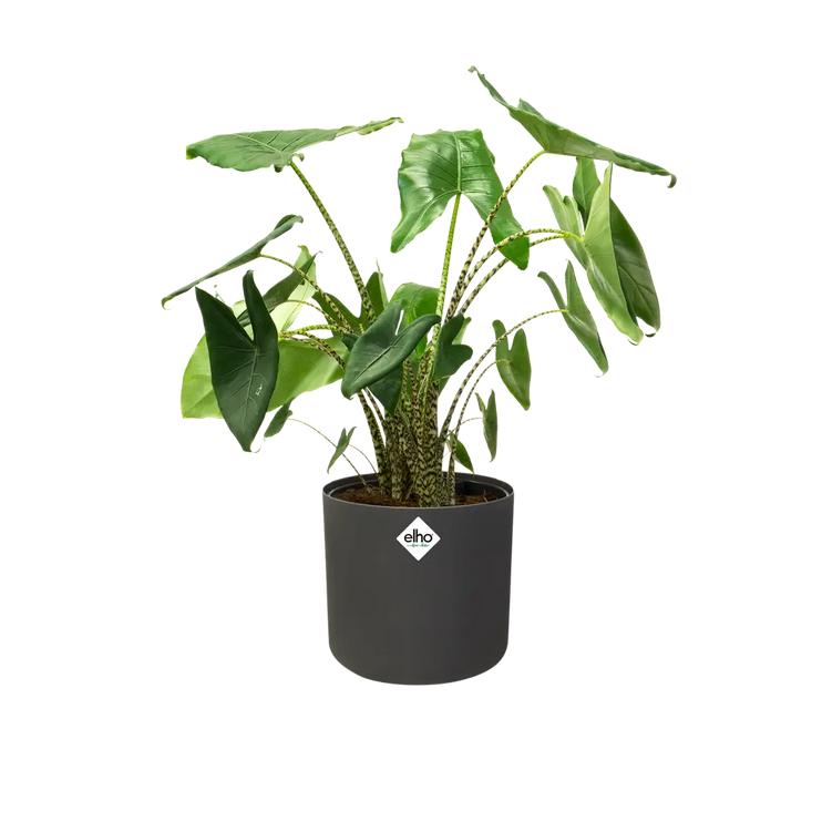B. para vaso redondo macio Elho Antracite 22 cm