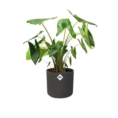 B. para vaso redondo macio Elho Antracite 18 cm