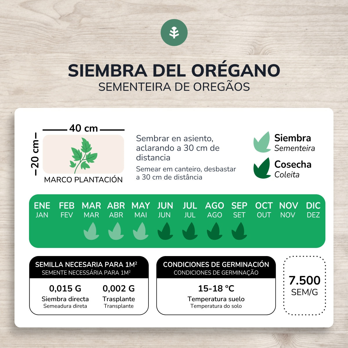 Sementes de orégãos biológicos da Planeta Huerto
