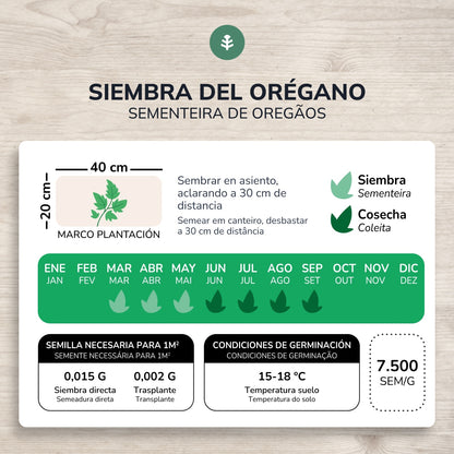 Sementes de orégãos biológicos da Planeta Huerto