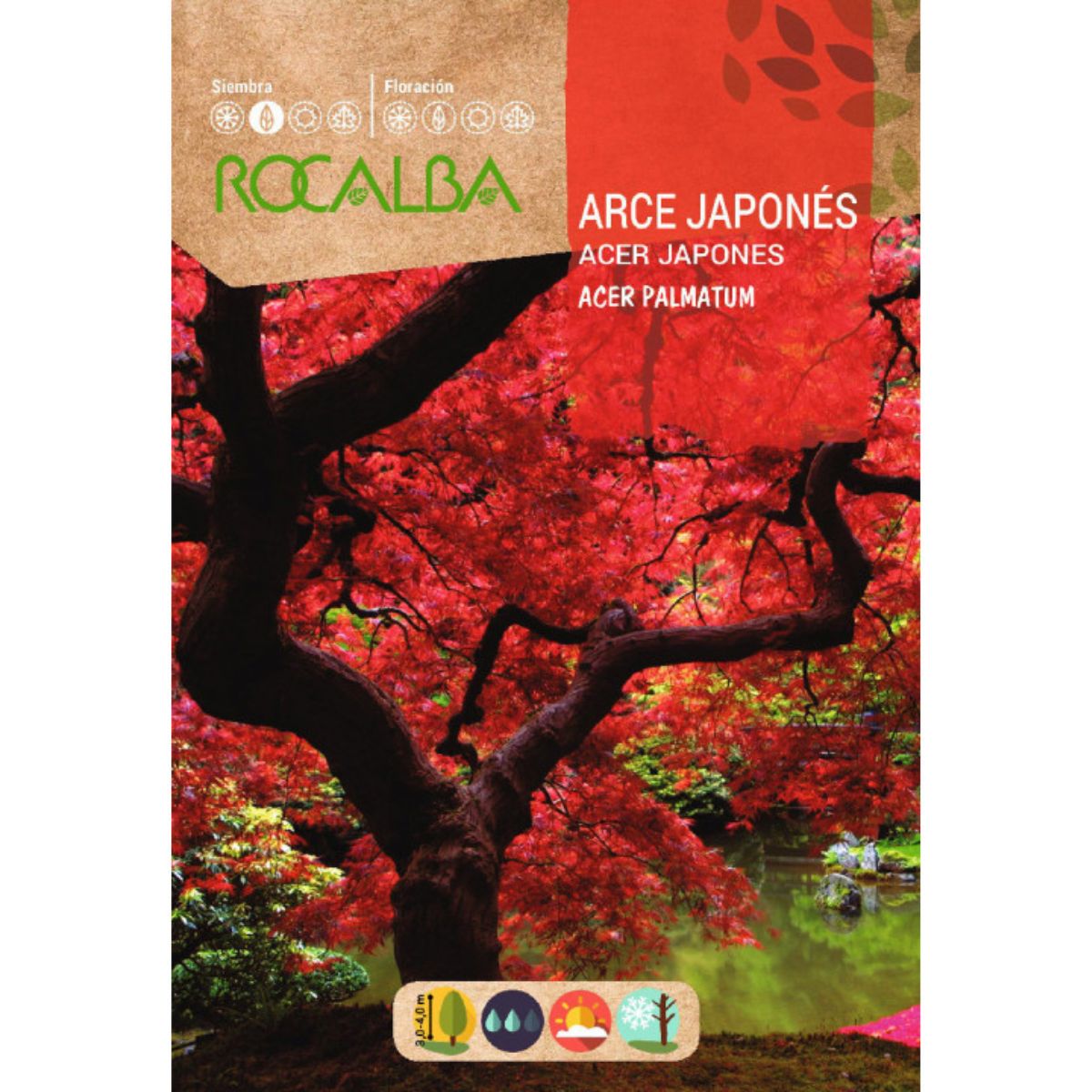 Sementes de bordo japonês Acer palmatum