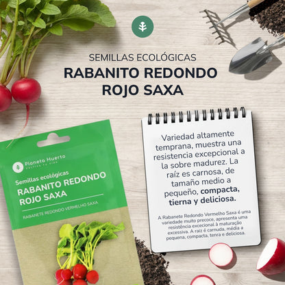 Sementes orgânicas de rabanete redondo vermelho Saxa da Planeta Huerto