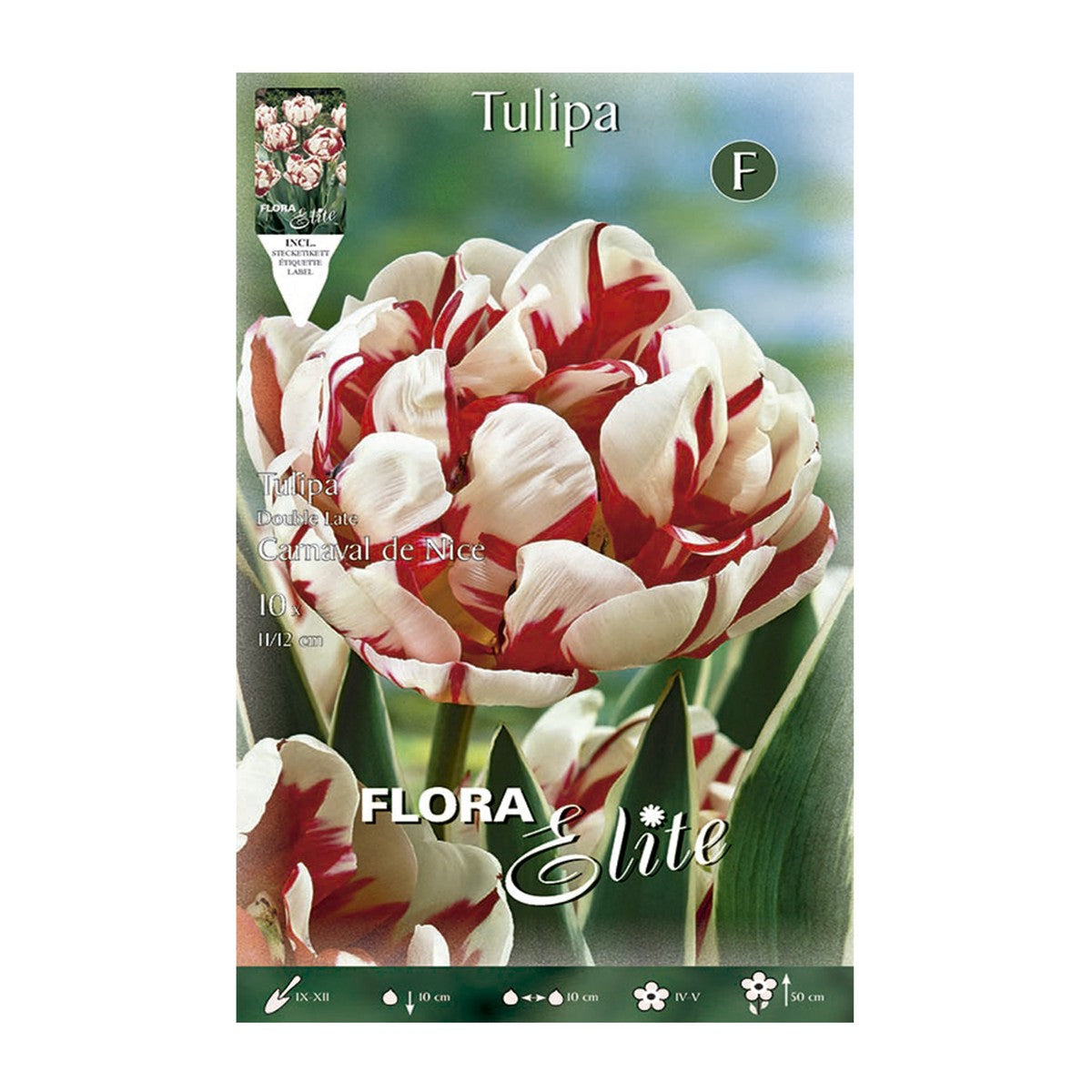 Bolbos de tulipas brancas e vermelhas, 7 unidades