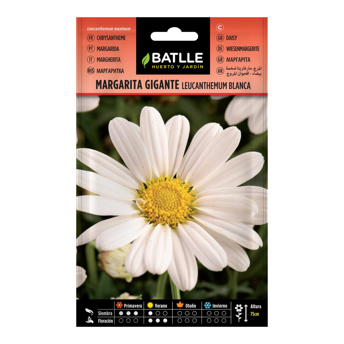 Sementes de margarida gigante Batlle