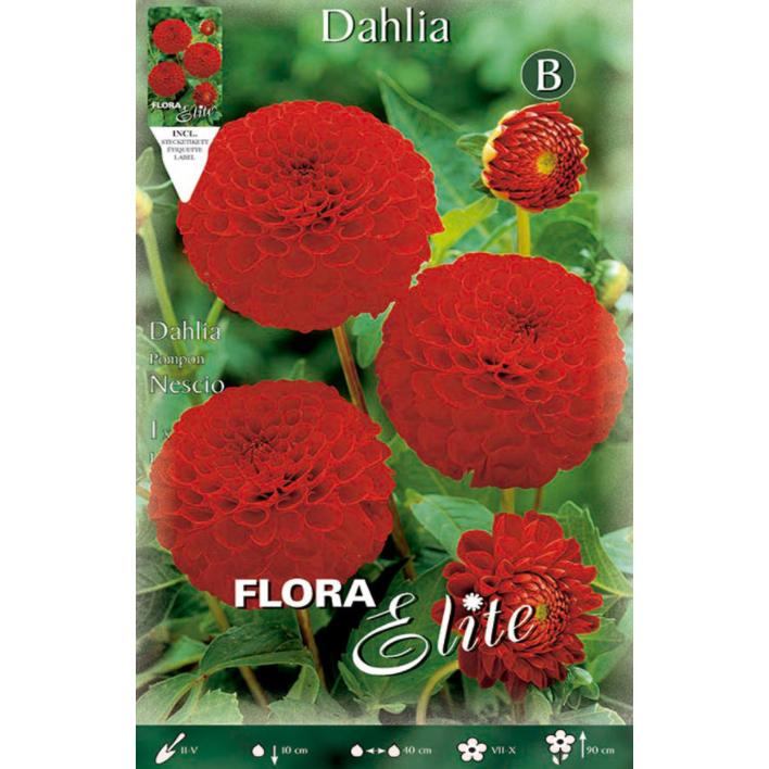 Bolbo de Dália Pom Pom Vermelho 1 unidade