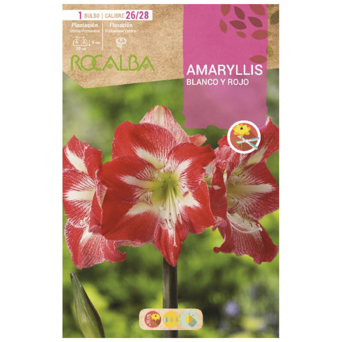 Bolbo de Amarílis branco e vermelho 1 unidade Rocalba