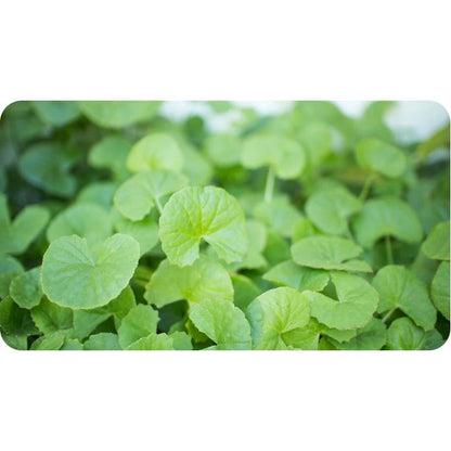Brahmi Gotu Kola Biológico Índia 90 cápsulas
