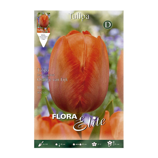 Bolbos tulipa laranja 7 unidades