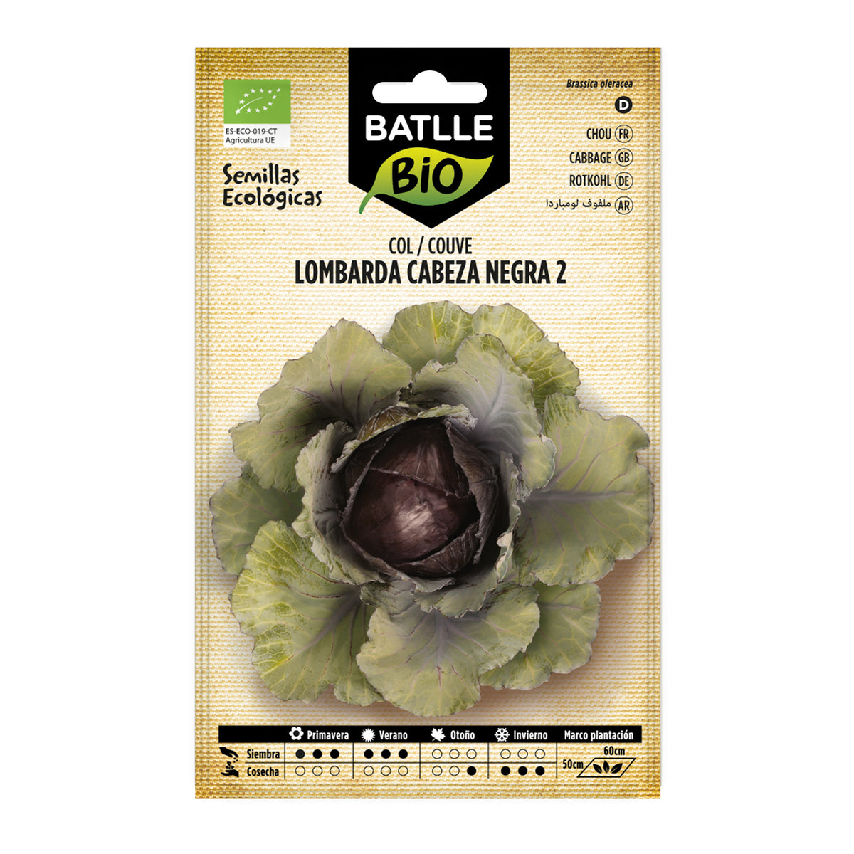 Sementes de couve roxa com cravo biológico Batlle 2