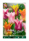 Bolbos de tulipa flor-de-lis mix 7 unidades