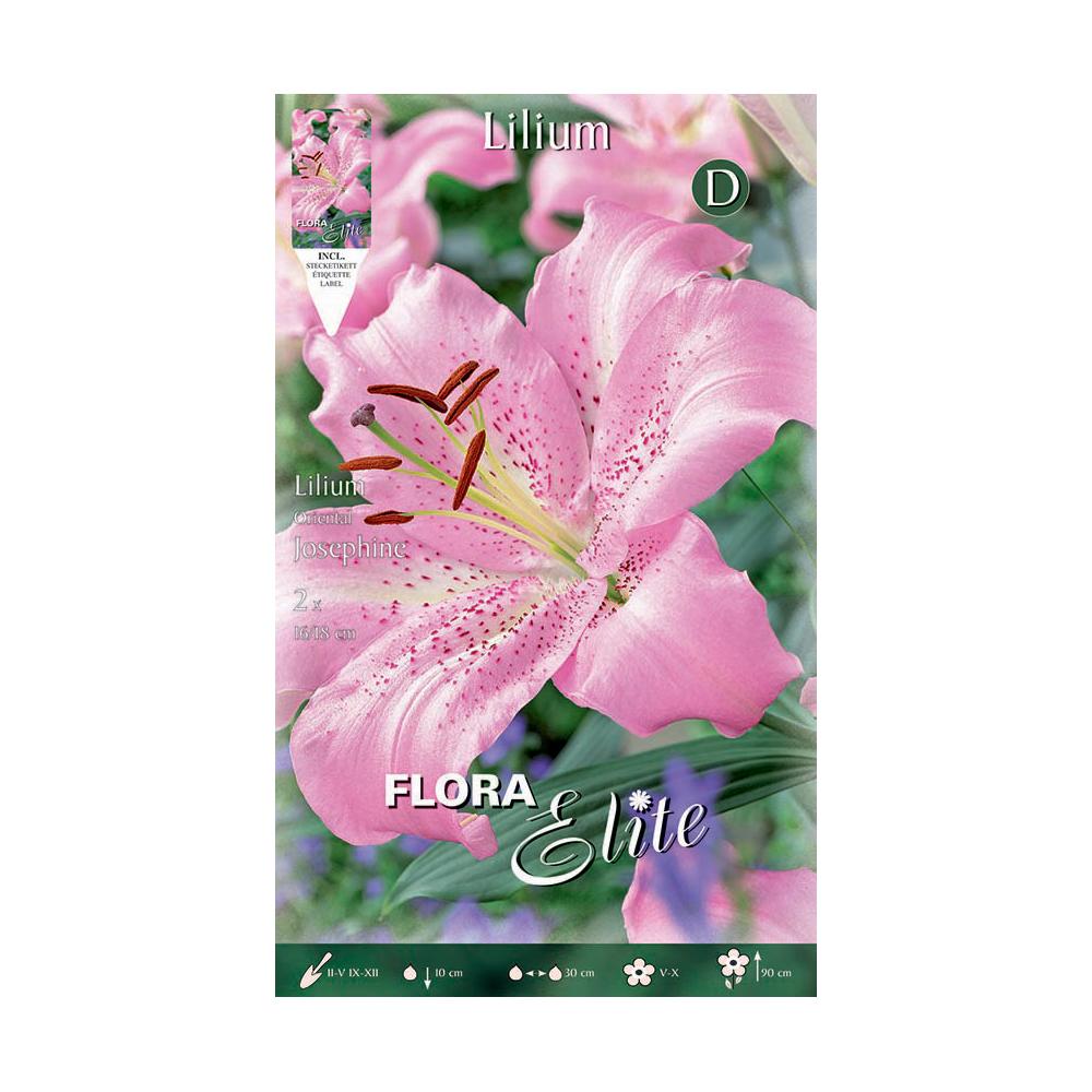 Bolbos de lírio oriental rosa 2 unidades