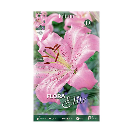 Bolbos de lírio oriental rosa 2 unidades