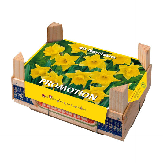 Caixa de tabuleiro de narcisos 40 unidades