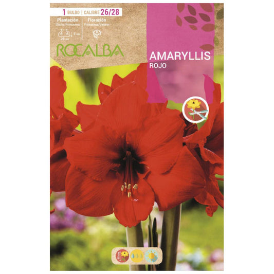 Bolbo de Amarílis Vermelha 1 unidade Rocalba
