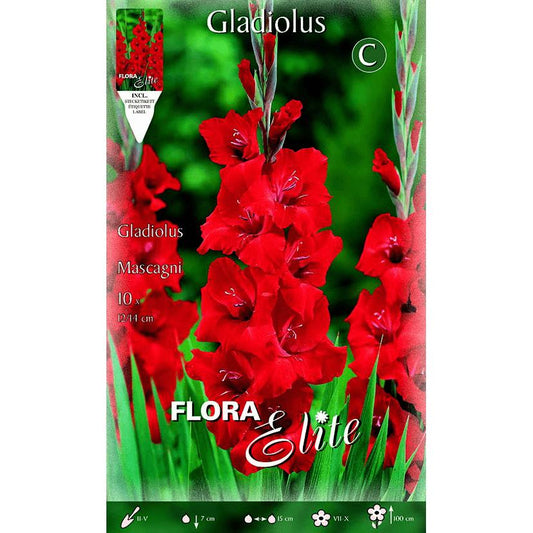 Bolbo de gladíolo vermelho brilhante 10 peças