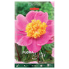 Bolbo de peónia rosa aniversário 1 peça