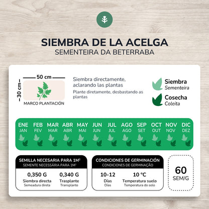 Sementes de acelga verde biológica Planeta Huerto
