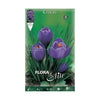 Bolbos de açafrão roxo 10 unidades