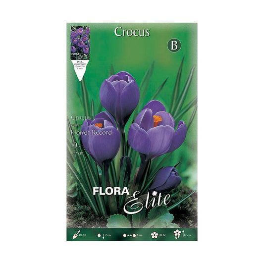 Bolbos de açafrão roxo 10 unidades