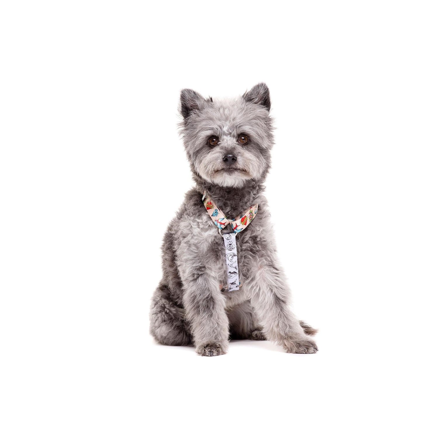 Peitoral para cães Classic TATTOO Dukier