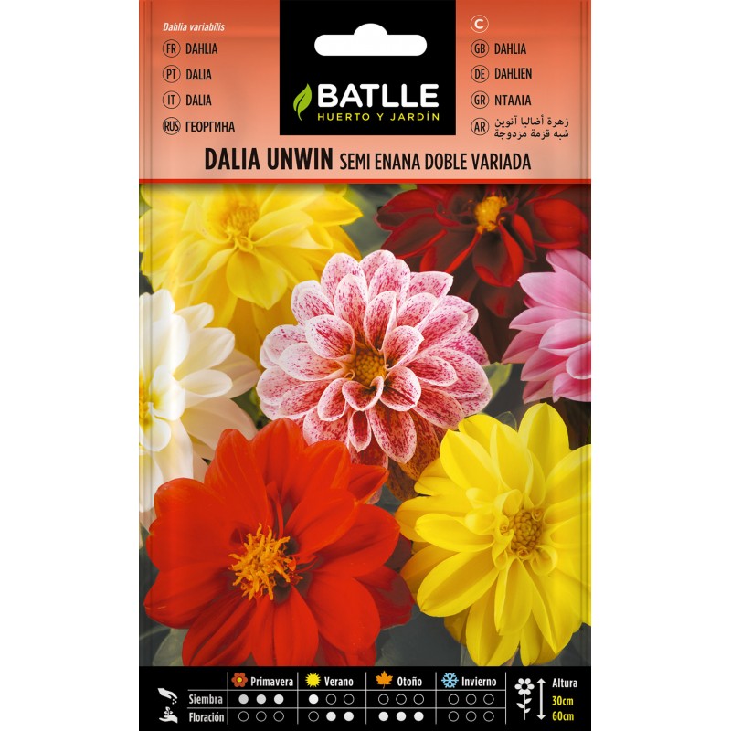 Sementes de dália Batlle semianã duplamente variegadas Unwin