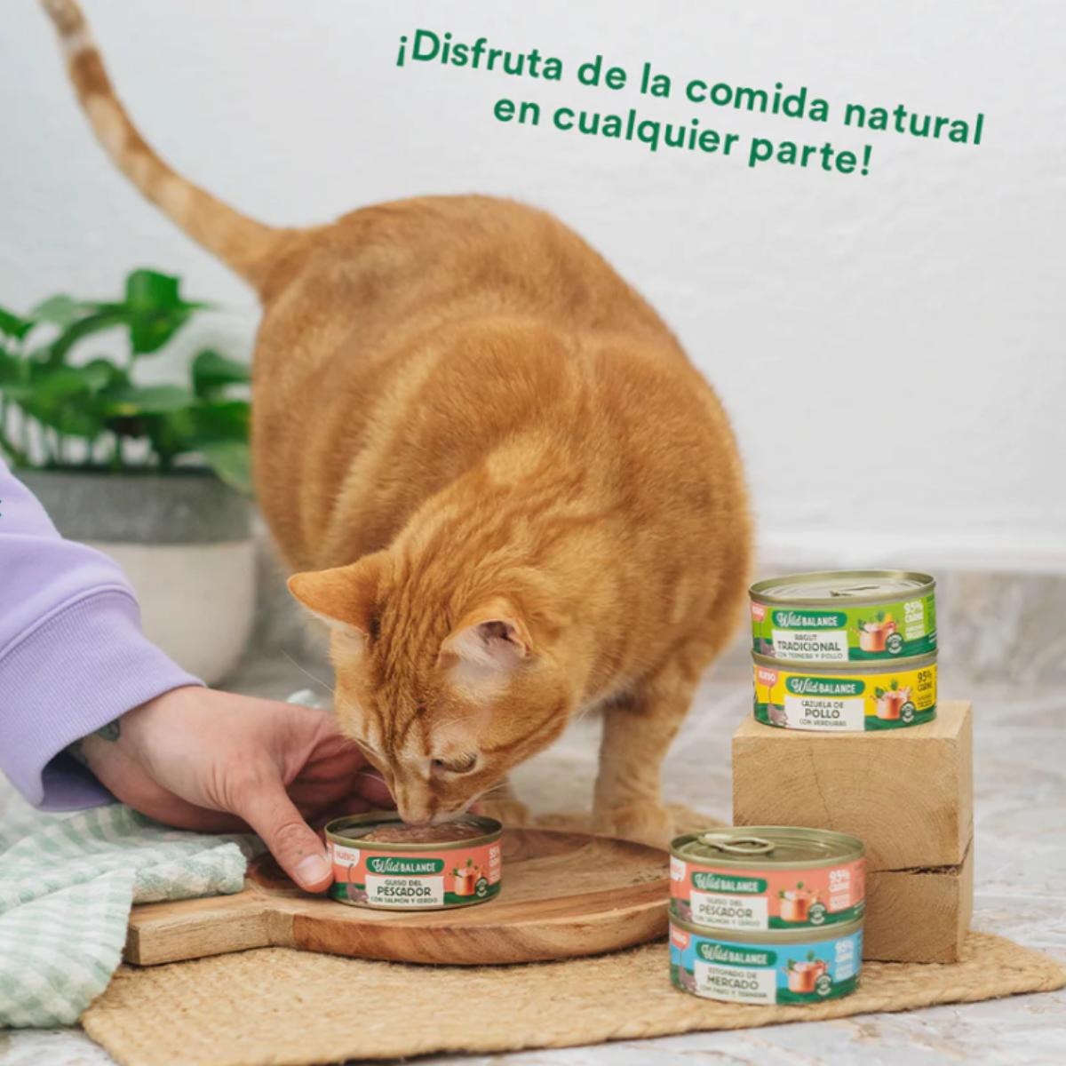 Ração para gatos Wild Balance Fisherman's Stew com salmão e porco, pacote de 6 unidades de 80g