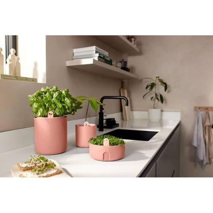 Incrível Abacate Elho Terra Abacate Germinante Pote