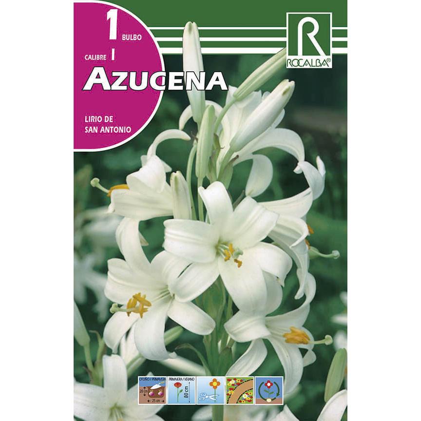 Bulbo Azucena 1ud