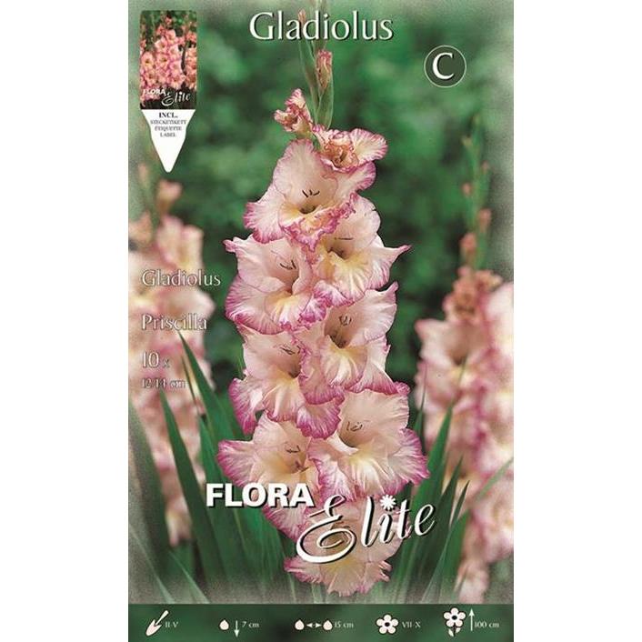 Bolbos de gladíolo listrados em branco e rosa, 10 unidades