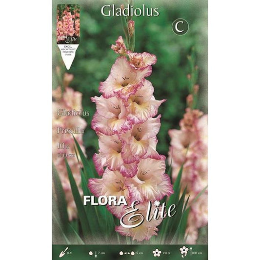 Bolbos de gladíolo listrados em branco e rosa, 10 unidades