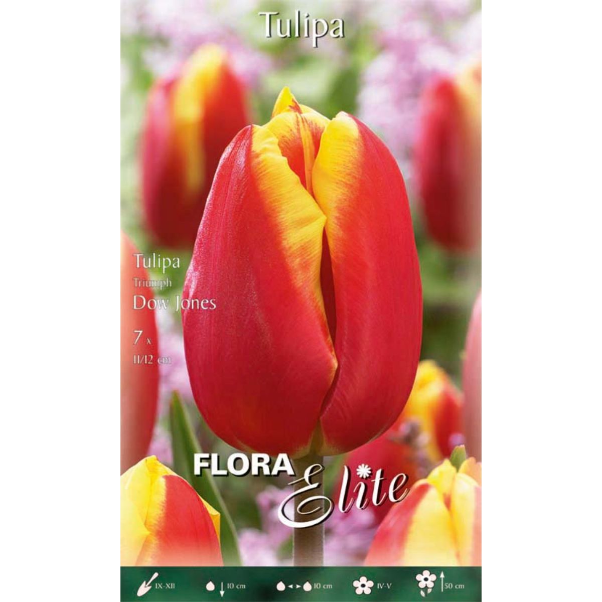 Bolbos tulipa vermelha com rebordo amarelo 7 unidades