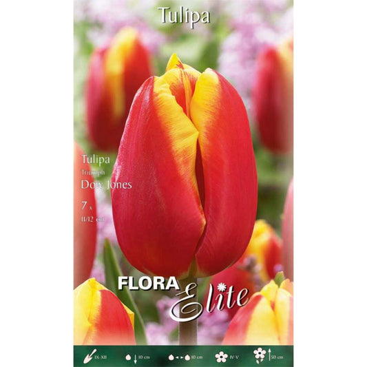 Bolbos tulipa vermelha com rebordo amarelo 7 unidades
